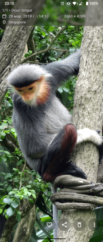 Скриншот 2 — Aves Libre